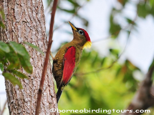 Borneo Birding Tours Sdn Bhd - Woodpeckers & Warblers