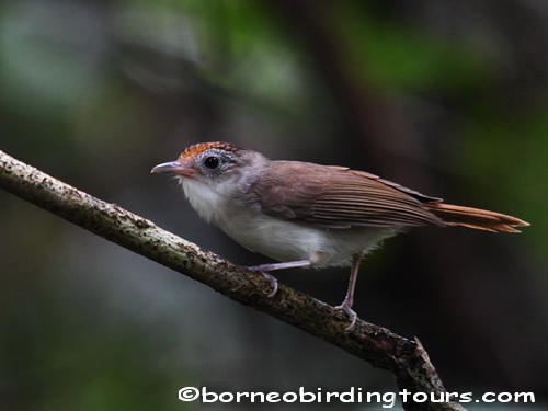 Borneo Birding Tours Sdn Bhd - Babblers & Wren-babblers