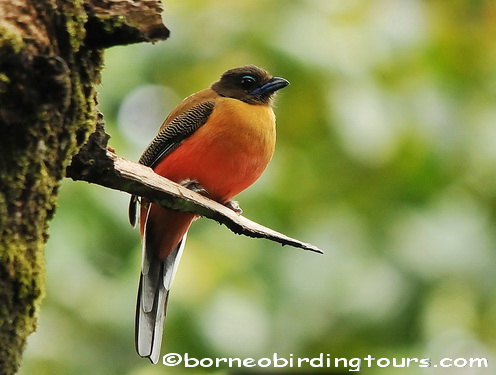 Borneo Birding Tours Sdn Bhd - Trogons & Treeswifts