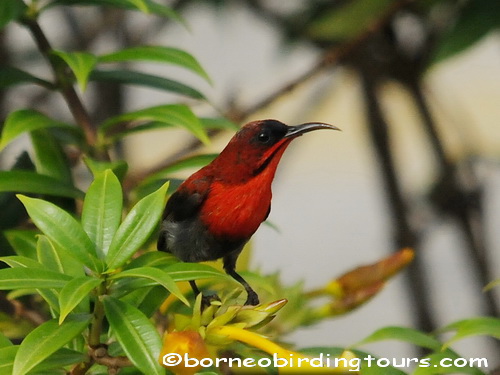 Borneo Birding Tours Sdn Bhd - Spiderhunters & Sunbirds