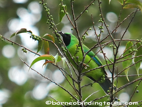 Borneo Birding Tour Sdn Bhd - Leafbirds & Myna