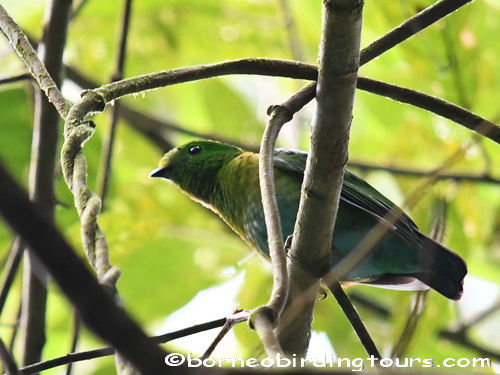 Borneo Birding Tours Sdn Bhd - Broadbills & Bristlehead