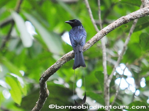 Borneo Birding Tours Sdn Bhd - Doves & Drongos