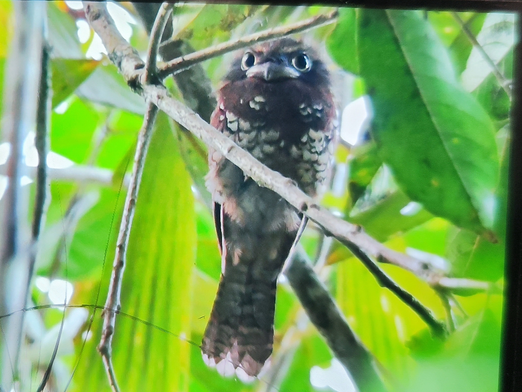 Borneo Birding Tours Sdn Bhd